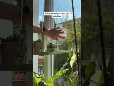 How to stick on a rainbow suncatcher window sticker  Seedor  plant aesthetic store