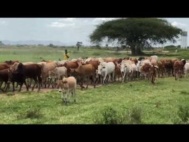 African cows / kundi la ngombe