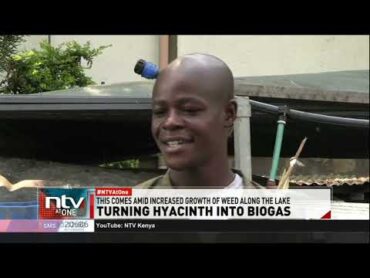 Kisumu man harvests water hyacinth in Lake Victoria to produce biogas