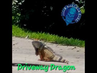 Big Ass Driveway Dragon saltwatercowboy Iguanahunting101