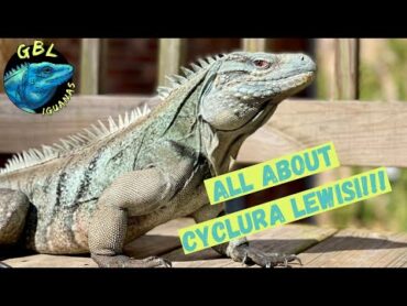 SPECIES SPOTLIGHT: GRAND CAYMAN BLUE ROCK IGUANA, CYCLURA LEWISI