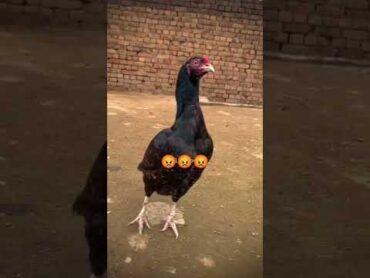 اصیل مرغے کیسے پہچانے اصیل مرغو کی پہچان viral youtube reels