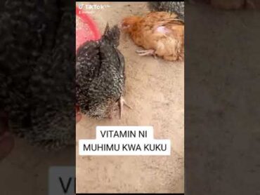 UKOSEFU WA VITAMINS KWA KUKU