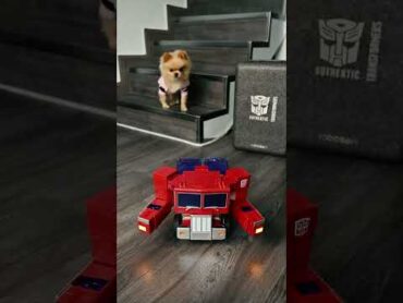 My dog also want Optimus Prime 🤗🤗🤗robot optimus transformation robosen openboxes