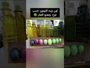 لون زيت الزيتون حسب نوع  ونضج الثمار 🌳